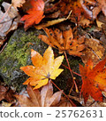 秋天的樹葉 25762631