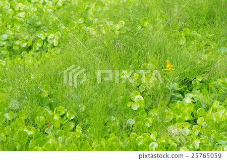 Horsetail 25765059