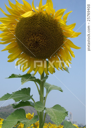 Yellow Yellow 25769408