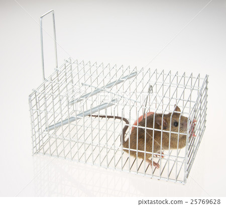 Mouse catching 25769628