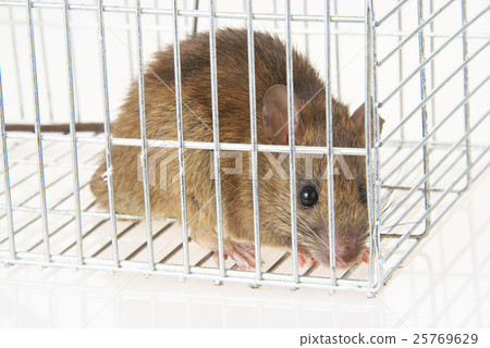 Mouse catching Mouse catching 25769629