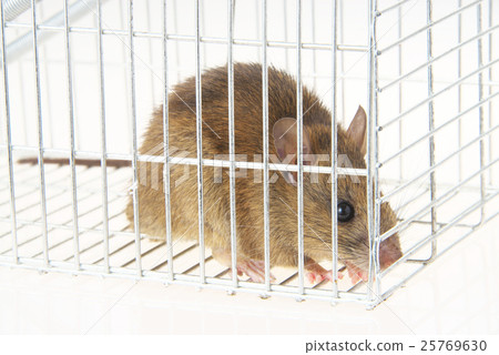 Mouse catching 25769630