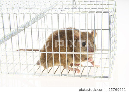 Mouse catching 25769631