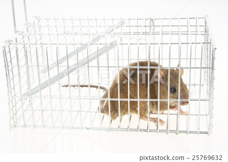 鼠標捕捉 鼠標捕捉 25769632