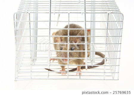 Mouse catching 25769635