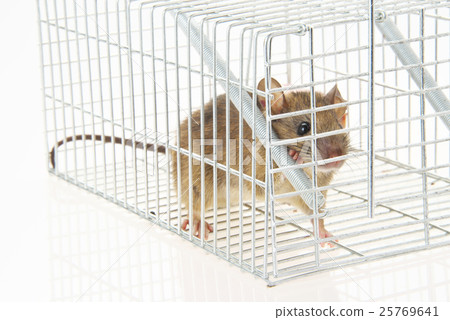 Mouse catching 25769641