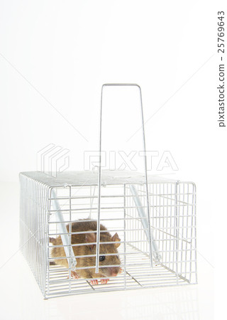 Mouse catching Mouse catching 25769643