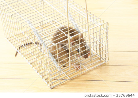 Mouse catching Mouse catching 25769644