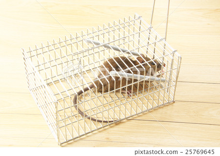 Mouse catching Mouse catching 25769645