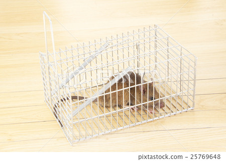 鼠標捕捉 鼠標捕捉 25769648