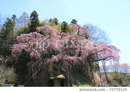 Romanto Jizo的Zakura Romanto Jizo的Zakura 25770124
