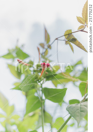 four-o'-clock, mirabilis jalapa, bloom 25770252