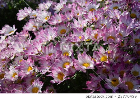 食用菊花 25770459