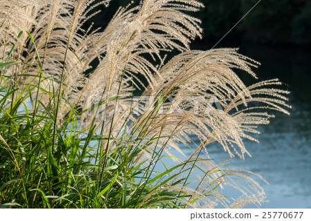Ears of Japanese cedar Ears of Japanese cedar 25770677