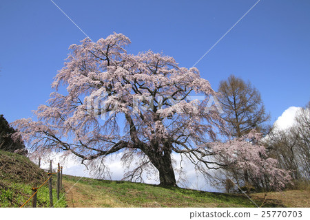 Gotoko Makita Sakura (Koriyama city) 25770703