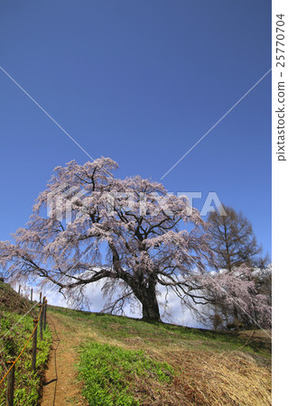 Gotoko Makita Sakura (Koriyama city) Gotoko Makita Sakura (Koriyama city) 25770704