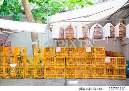 Bird for sale in Yuen Po Street bird garden 25770861