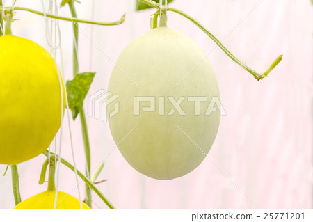 Yellow Cantaloupe melon growing in a greenhouse. 25771201