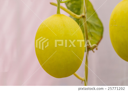 Yellow Cantaloupe melon growing in a greenhouse. Yellow Cantaloupe melon growing in a greenhouse. 25771202