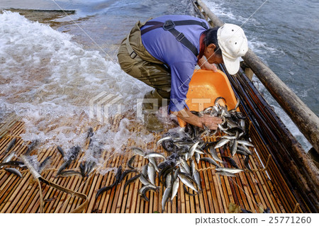 Ayu Ayu Ayu Sightseeing and falling ayu fish 25771260