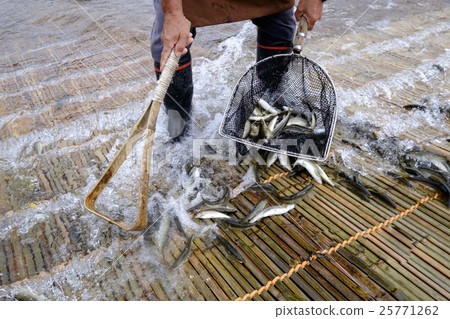 Ayu Ayu Ayu觀光和落下的ayu魚 25771262