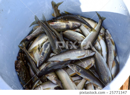 Ayu Ayu Ayu觀光和落下的ayu魚 Ayu Ayu Ayu觀光和落下的ayu魚 25771347