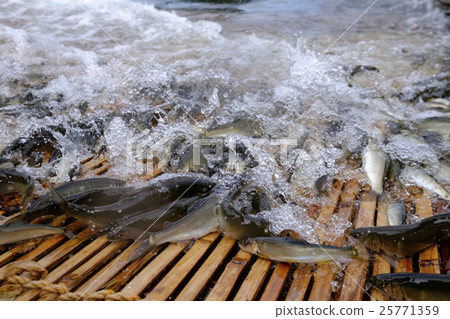 Ayu Ayu Ayu Sightseeing and falling ayu fish Ayu Ayu Ayu Sightseeing and falling ayu fish 25771359