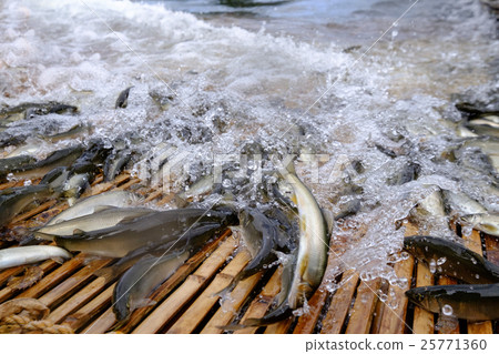 Ayu Ayu Ayu Sightseeing and falling ayu fish Ayu Ayu Ayu Sightseeing and falling ayu fish 25771360