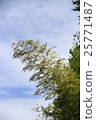 Kazenimomakezu 25771487