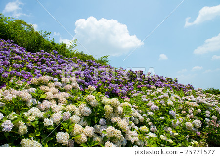 hydrangea   25771577