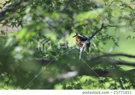 潛入Kaede的金魚 25771851