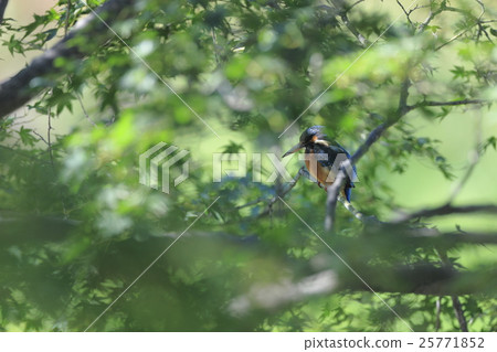 Kingfishes lurking in Kaede 25771852