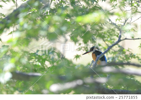 潛入Kaede的金魚 潛入Kaede的金魚 25771855