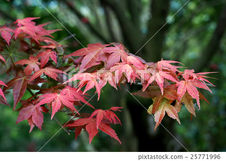 楓葉 楓葉 25771996