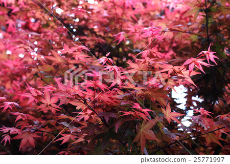 楓葉 楓葉 25771997
