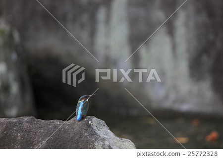 翠鳥 翠鳥 25772328