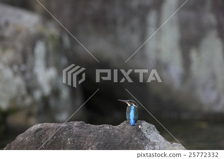 翠鳥 翠鳥 25772332