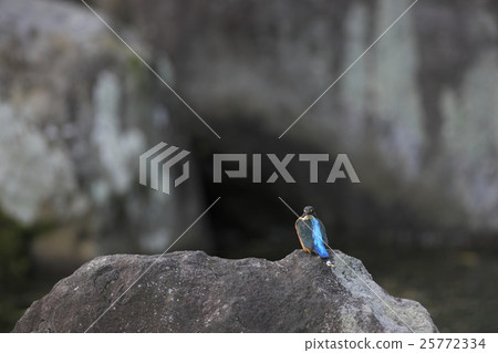 翠鳥 翠鳥 25772334