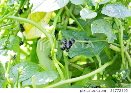 Tsurumurasaki的果實 25772595