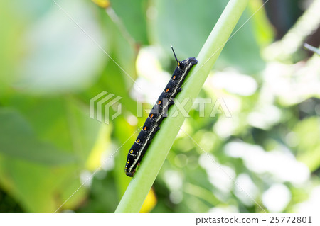 Caterpillar moth larvae 25772801