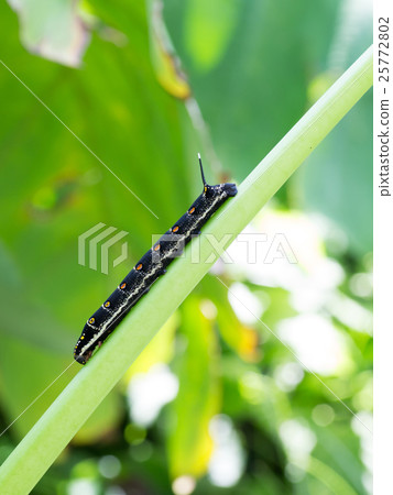 Caterpillar moth larvae Caterpillar moth larvae 25772802