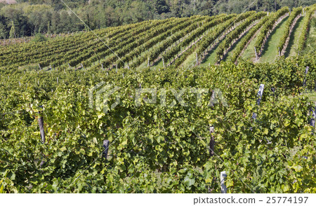 Vineyard rows in Slovenia 25774197