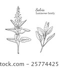 Ink salvia hand drawn sketch 25774425