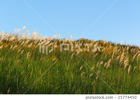 Susumu no Susuki: Yodogawa Riverbed: Osaka fu Hirakata-shi 25774450