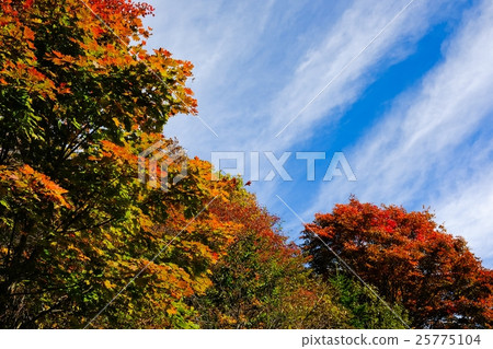 Kinshu (89) Kinshu (89) 25775104