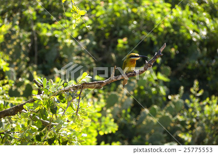 Green bird sitting on a tree Green bird sitting on a tree 25775553