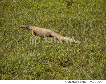 Young waran in a national park Young waran in a national park 25775555