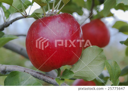 Apple "Shinano-sweet" 25775647