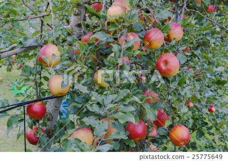 Apple "Shinano-sweet" 25775649
