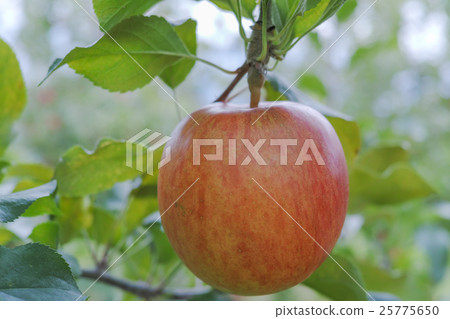 Apple "Shinano-sweet" Apple "Shinano-sweet" 25775650